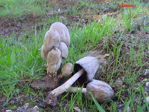 Coprinus atramentarius
